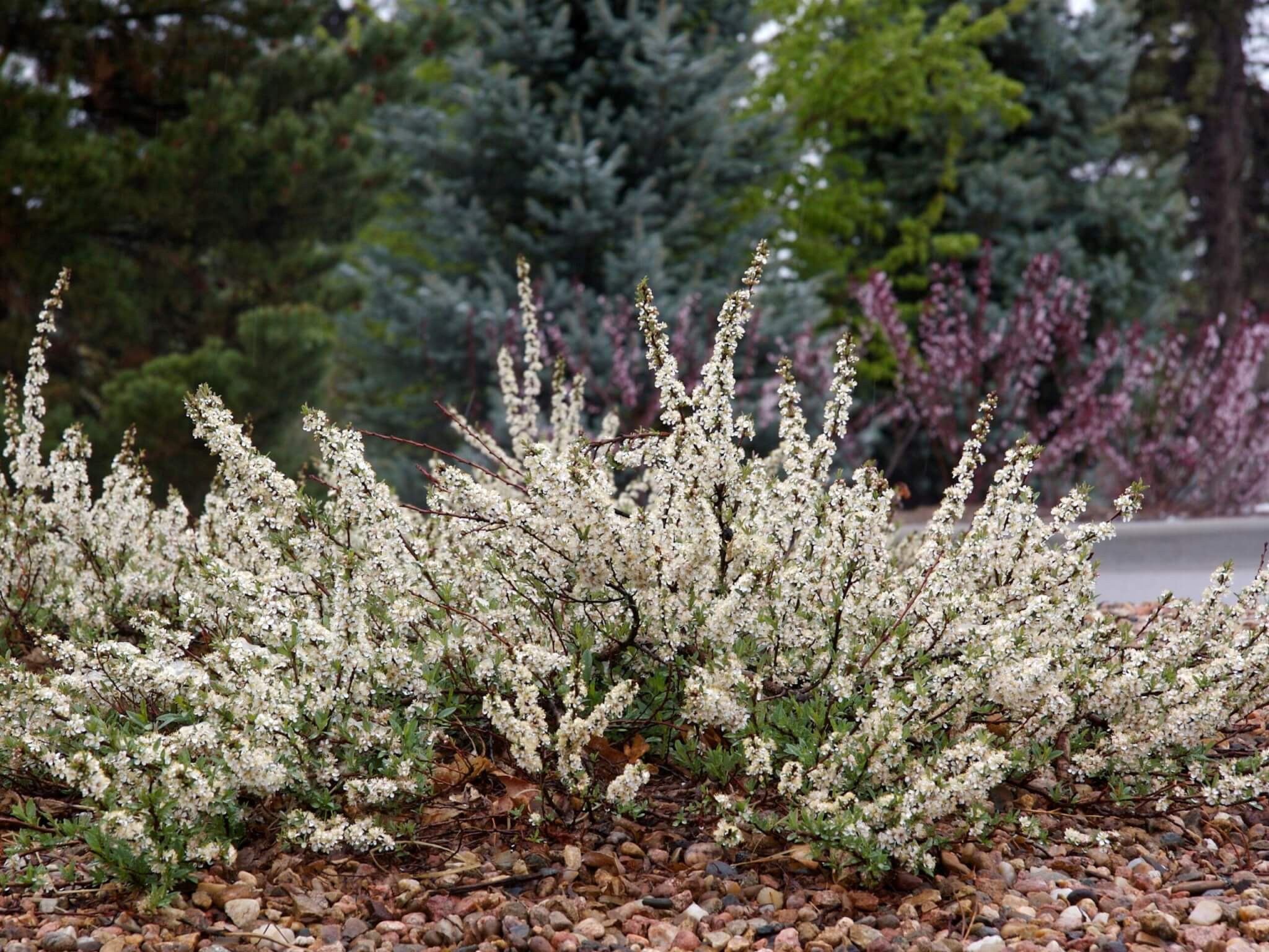 Sand Cherry, Pawnee Buttes