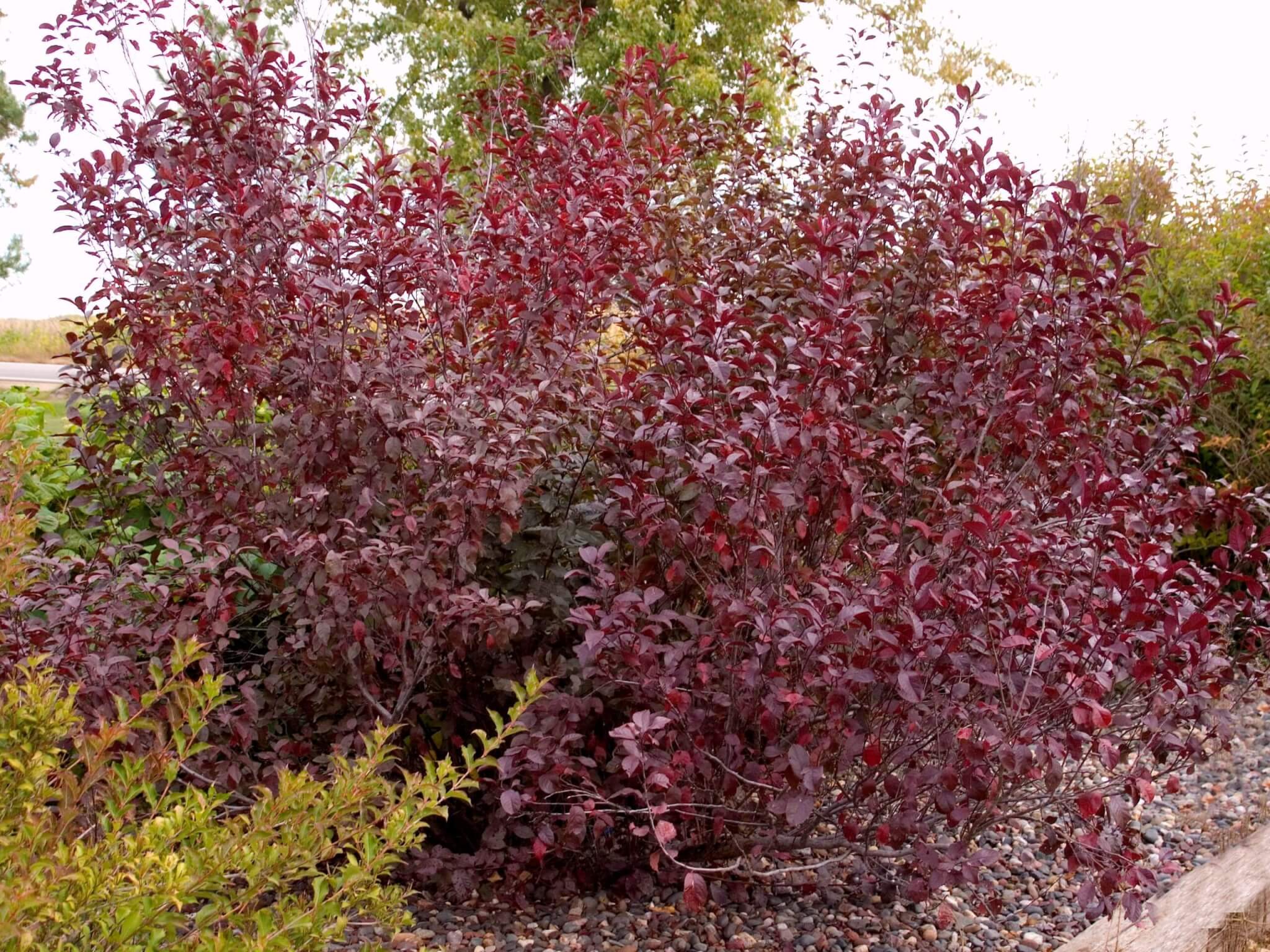 Sand Cherry, Purpleleaf