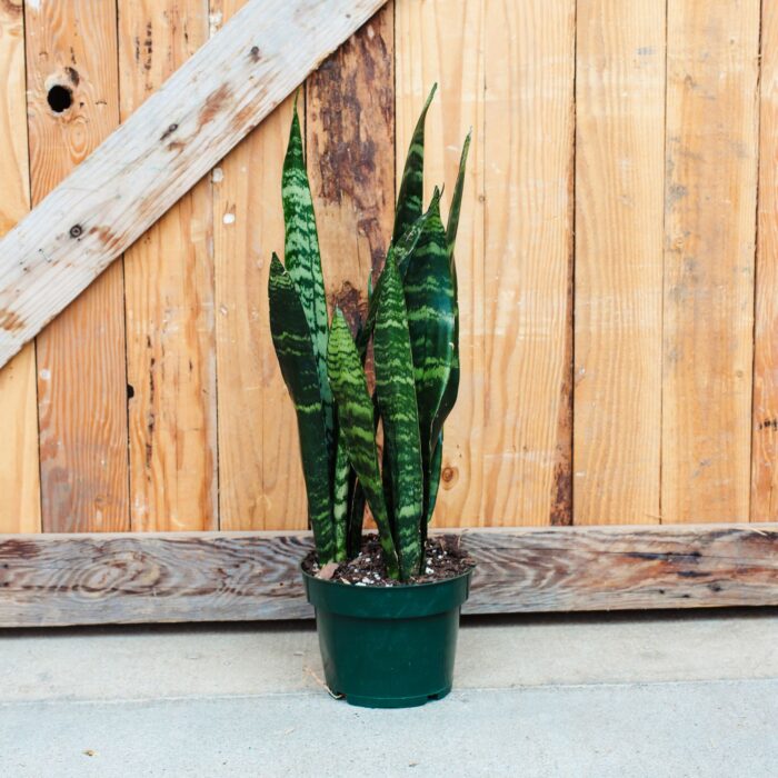 Sansevieria, Black Coral