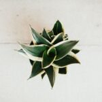 Sansevieria, Black Gold