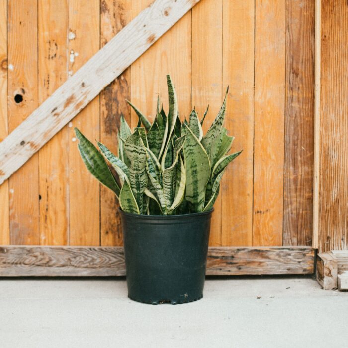Sansevieria, Futura Superba