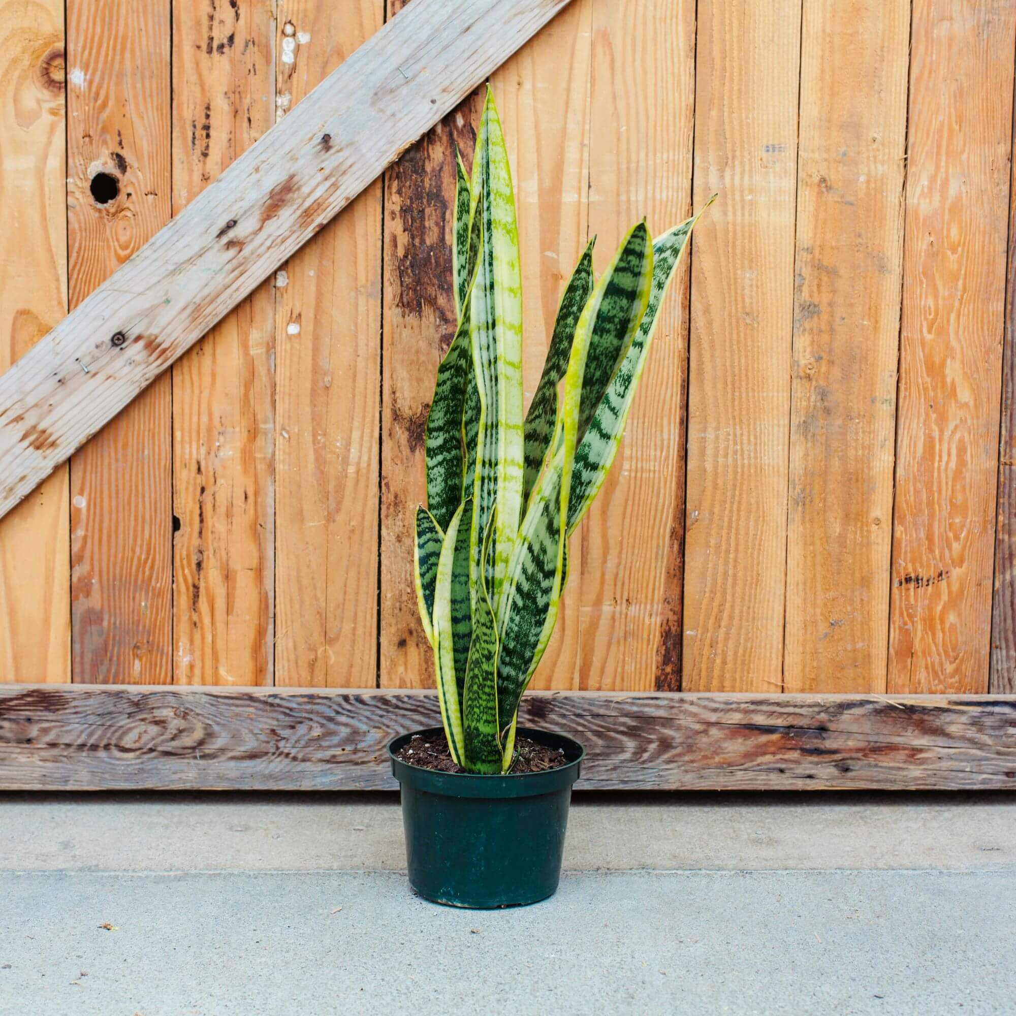 Sansevieria, Laurentii