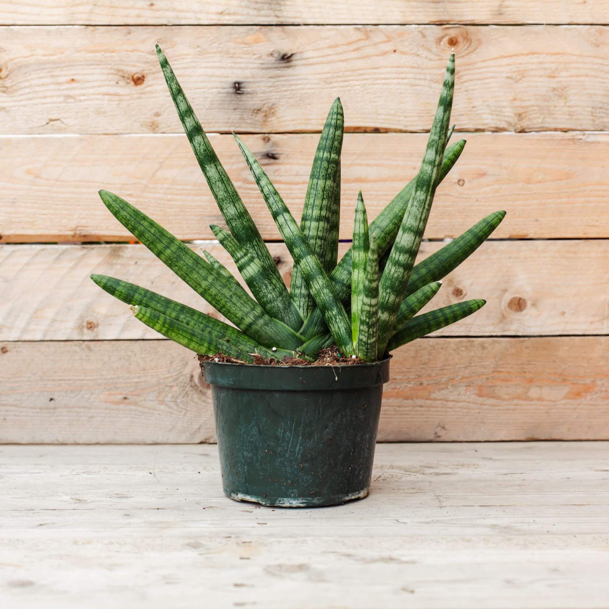 Sansevieria, Starfish