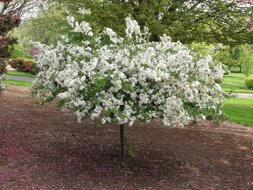Crabapple, Sargent Tina