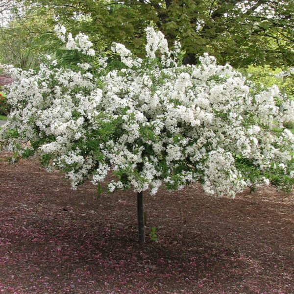 Crabapple, Sargent Tina