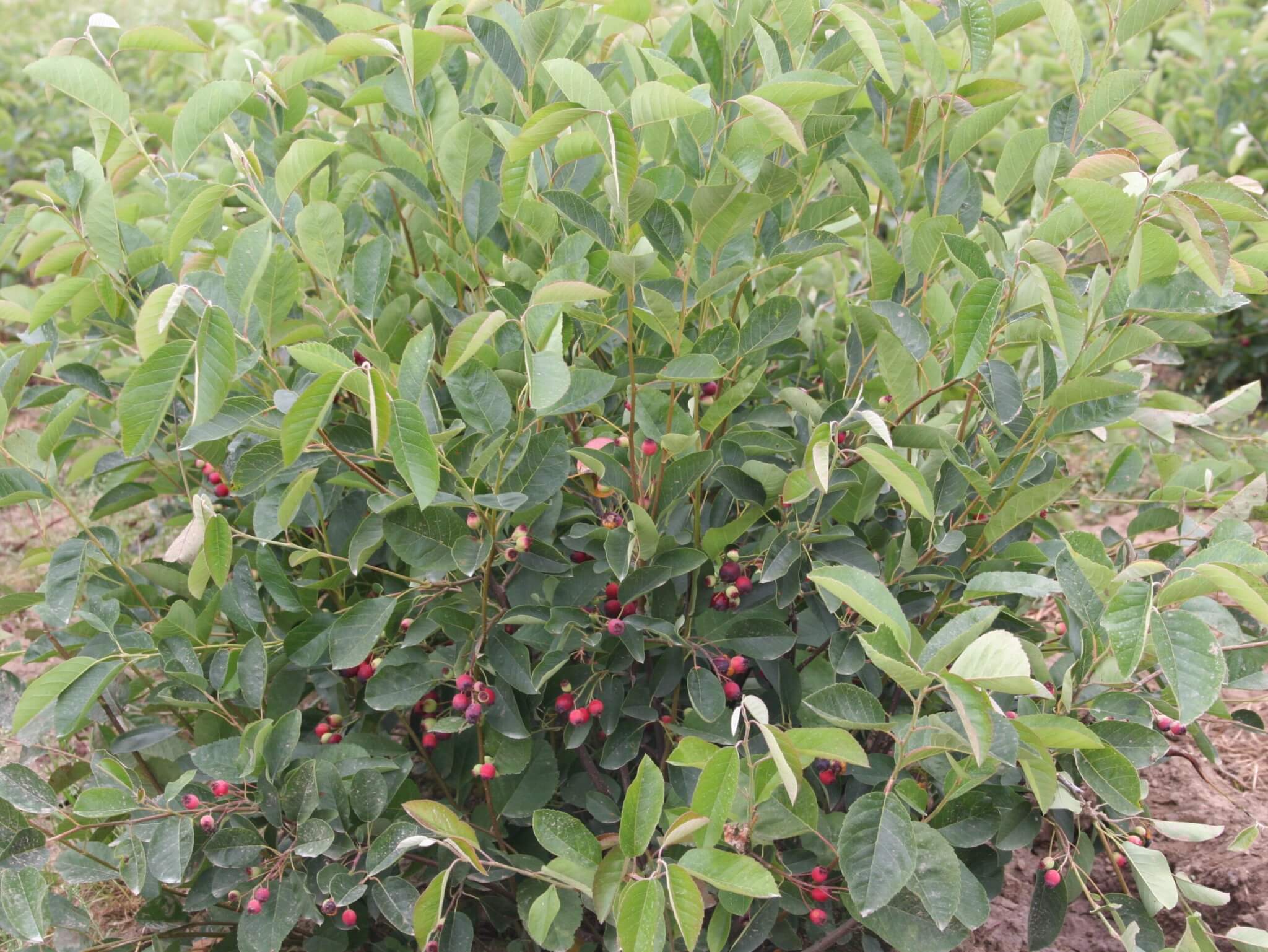 Serviceberry, Regent