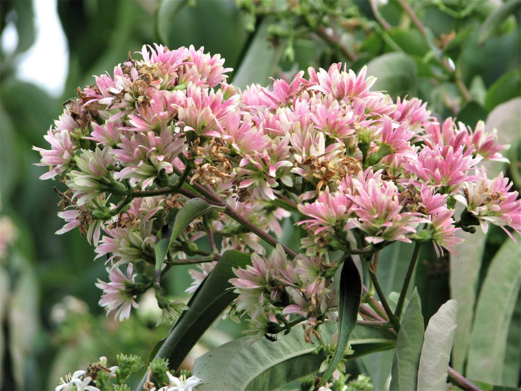 Seven Sons of China Shrub