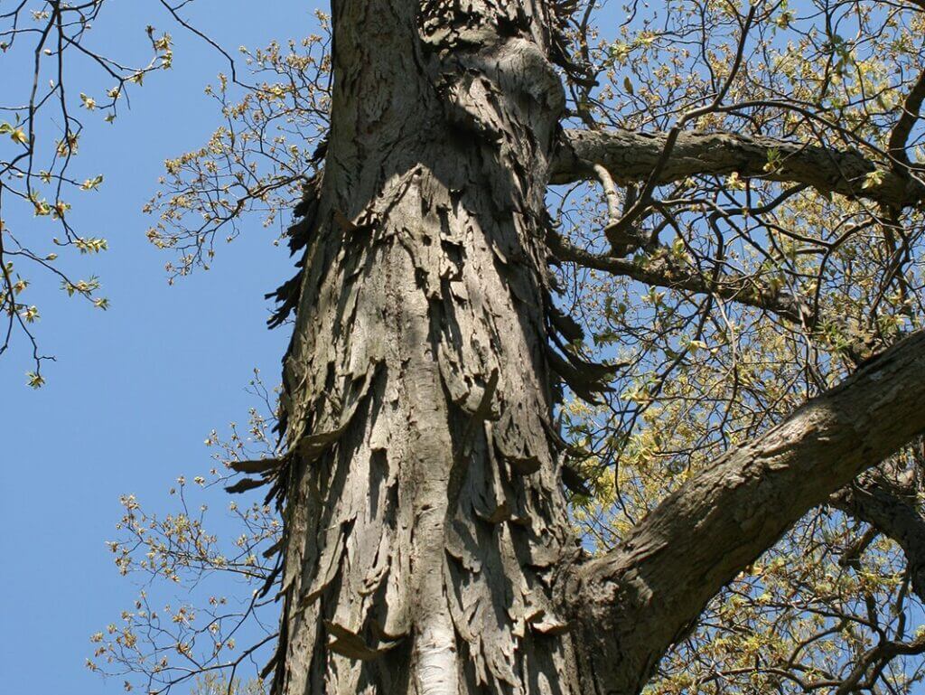Hickory, Shagbark Campbells Nursery