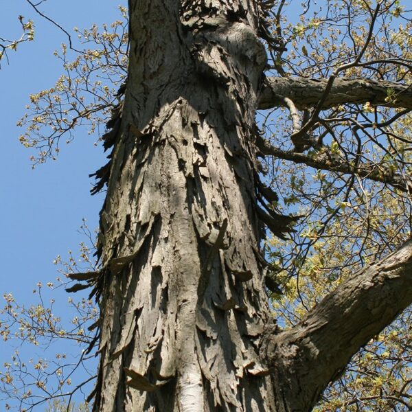Hickory, Shagbark