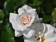 Shrub Rose, Champagne Wishes