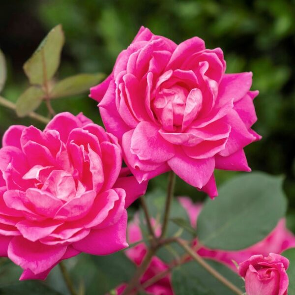 Shrub Rose, Double Pink Knock Out