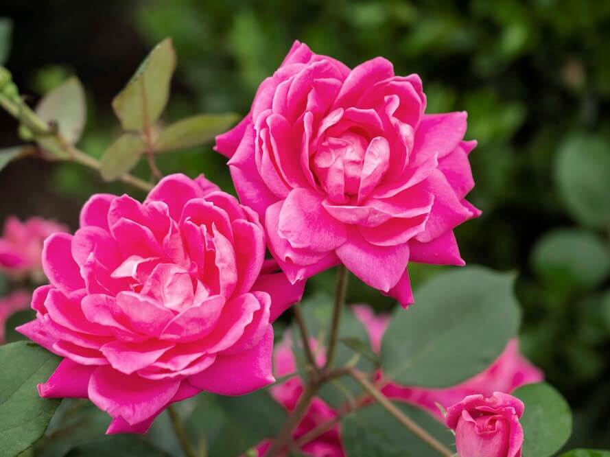 Shrub Rose, Double Pink Knock Out