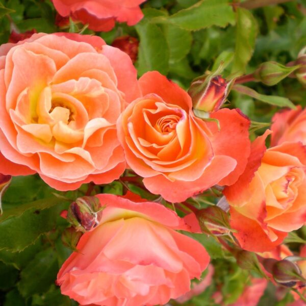 Shrub Rose, Easy Elegance Coral Cove