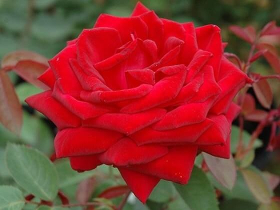 Shrub Rose, Easy Elegance Kashmir