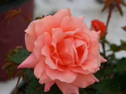 Scotch Rose, Rosa Poppius, Beautiful Sweet Scented Shrub Rose