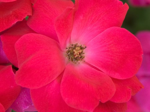 Shrub Rose, Red Knockout