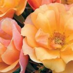 Shrub Rose, Tequila