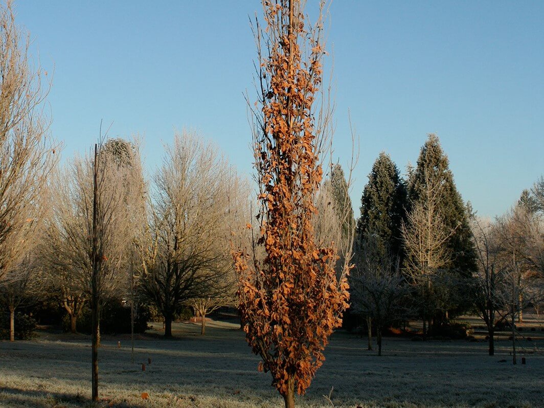 Oak, Hybrid Skinny Genes