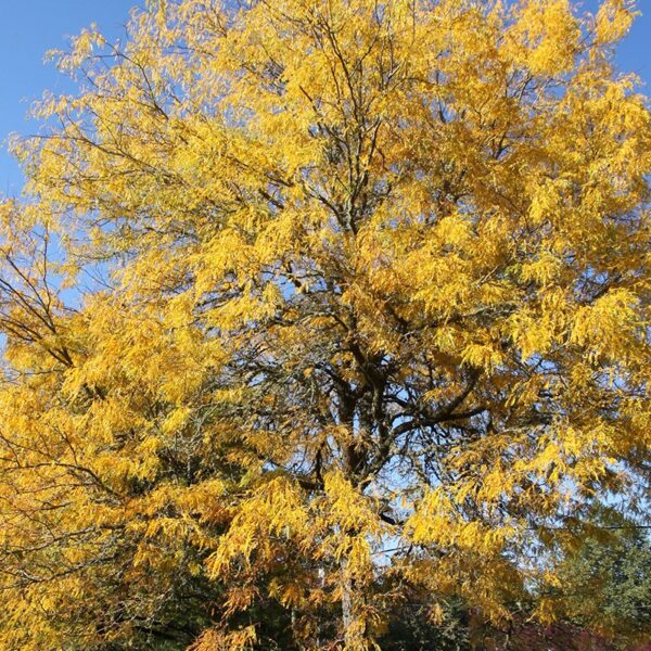 Honeylocust, Skyline