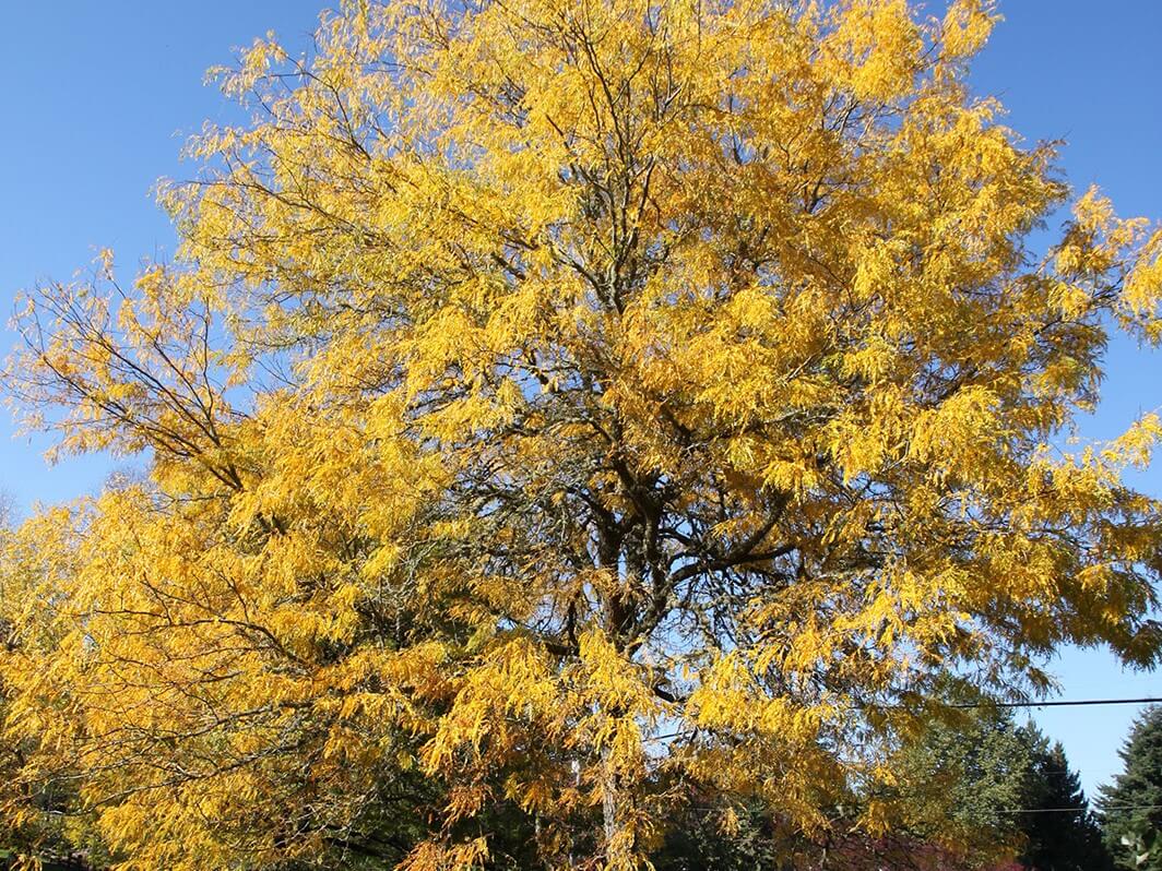 Honeylocust, Skyline