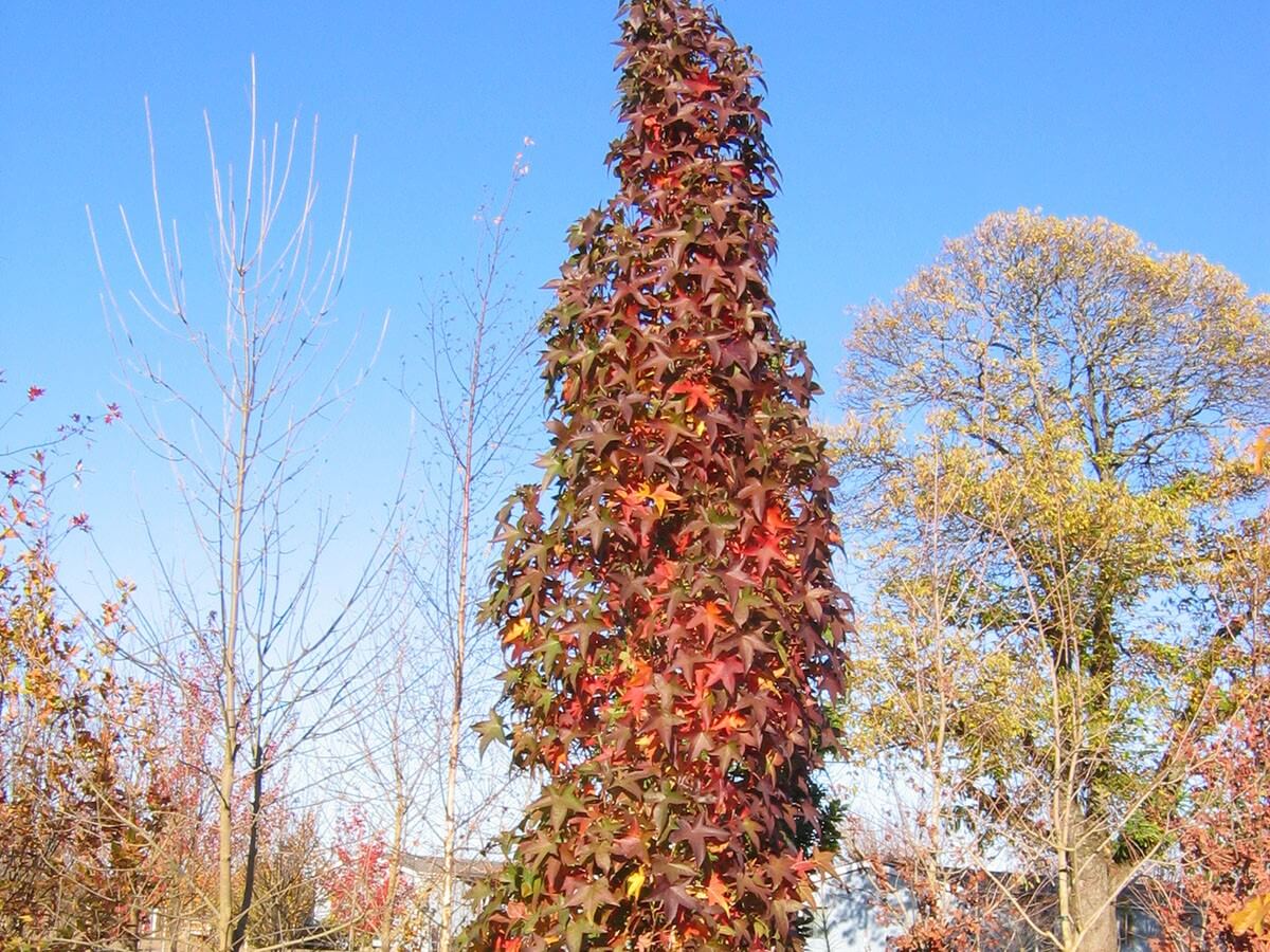 Sweetgum, Slender Silhouette