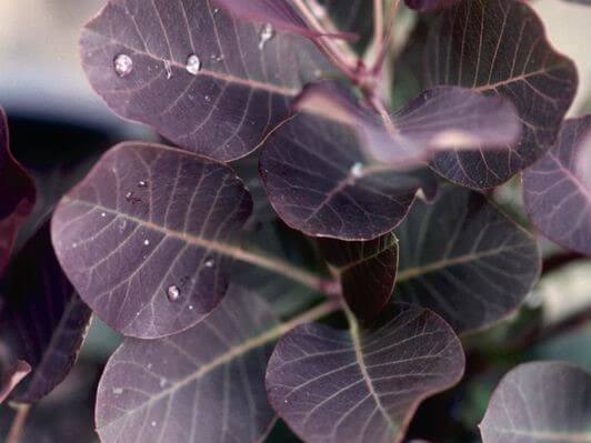 Smoketree, Royal Purple