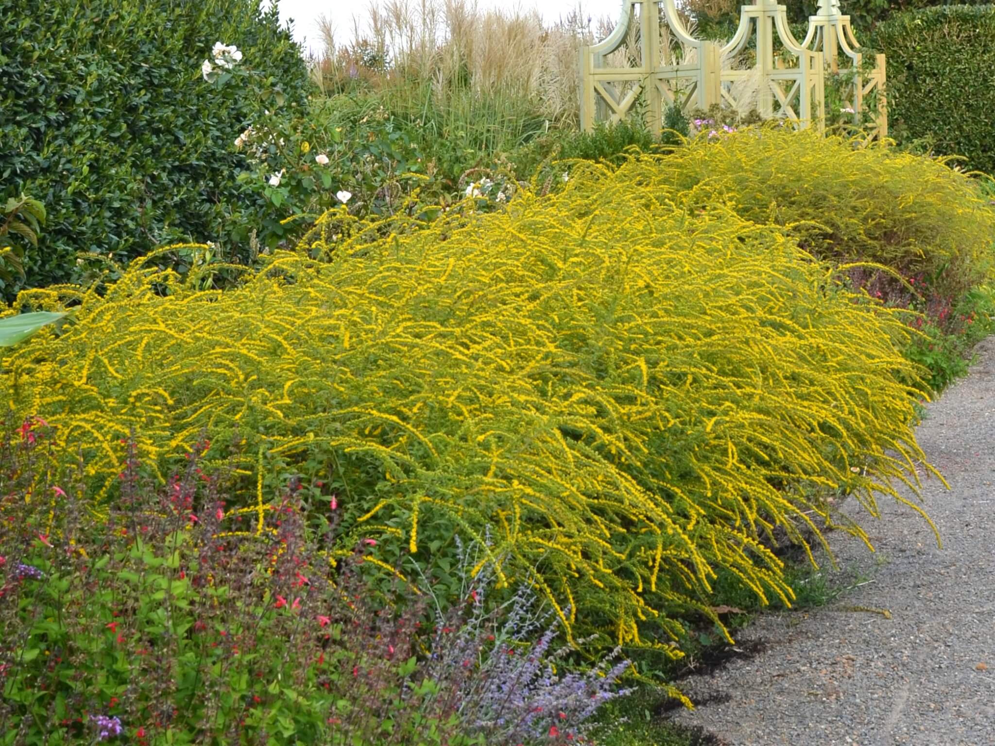 Goldenrod, Fireworks