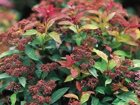 Spirea, Goldflame