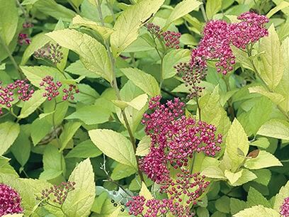 Spirea, Goldmound