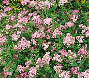 Spirea, Little Princess
