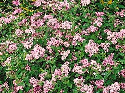 Spirea, Little Princess