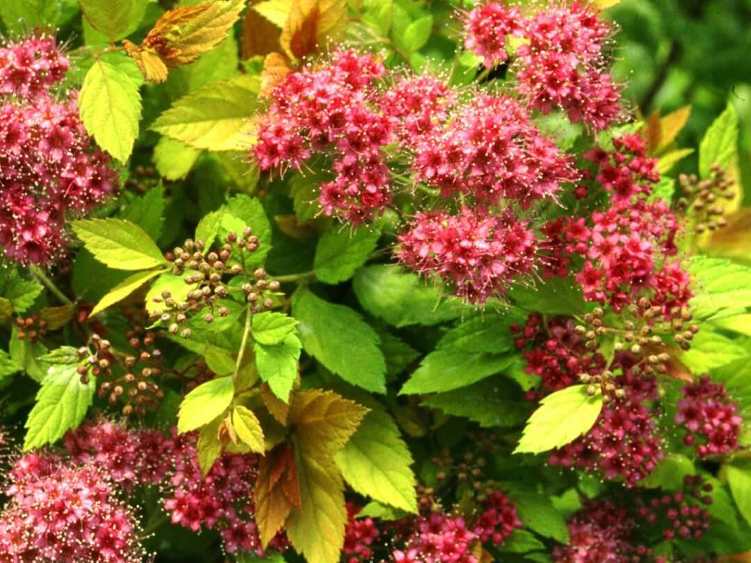 Spirea, Magic Carpet