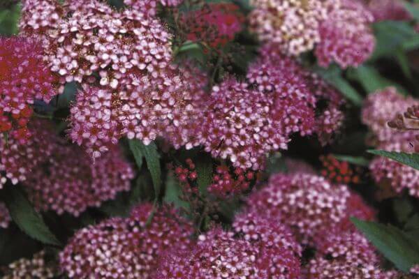 Spirea, Neon Flash