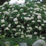 Spirea, Fritschiana