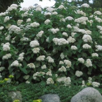 Shrubs Archives Page 15 Of 19 Campbells Nursery