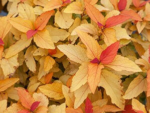 Spirea, Double Play Candy Corn