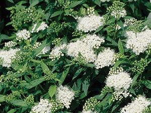 Spirea, Japanese White