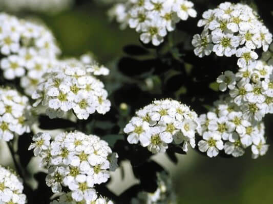 Spirea, Snowmound