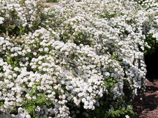 Spirea, Van Houtte Renaissance