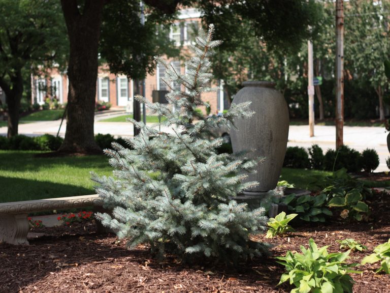 Spruce Colorado Baby Blue Eyes Campbells Nursery Spruce Colorado Baby Blue Eyes Campbells Nursery