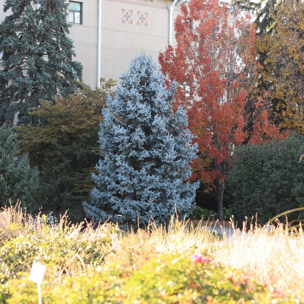 Spruce, Colorado Hoopsii