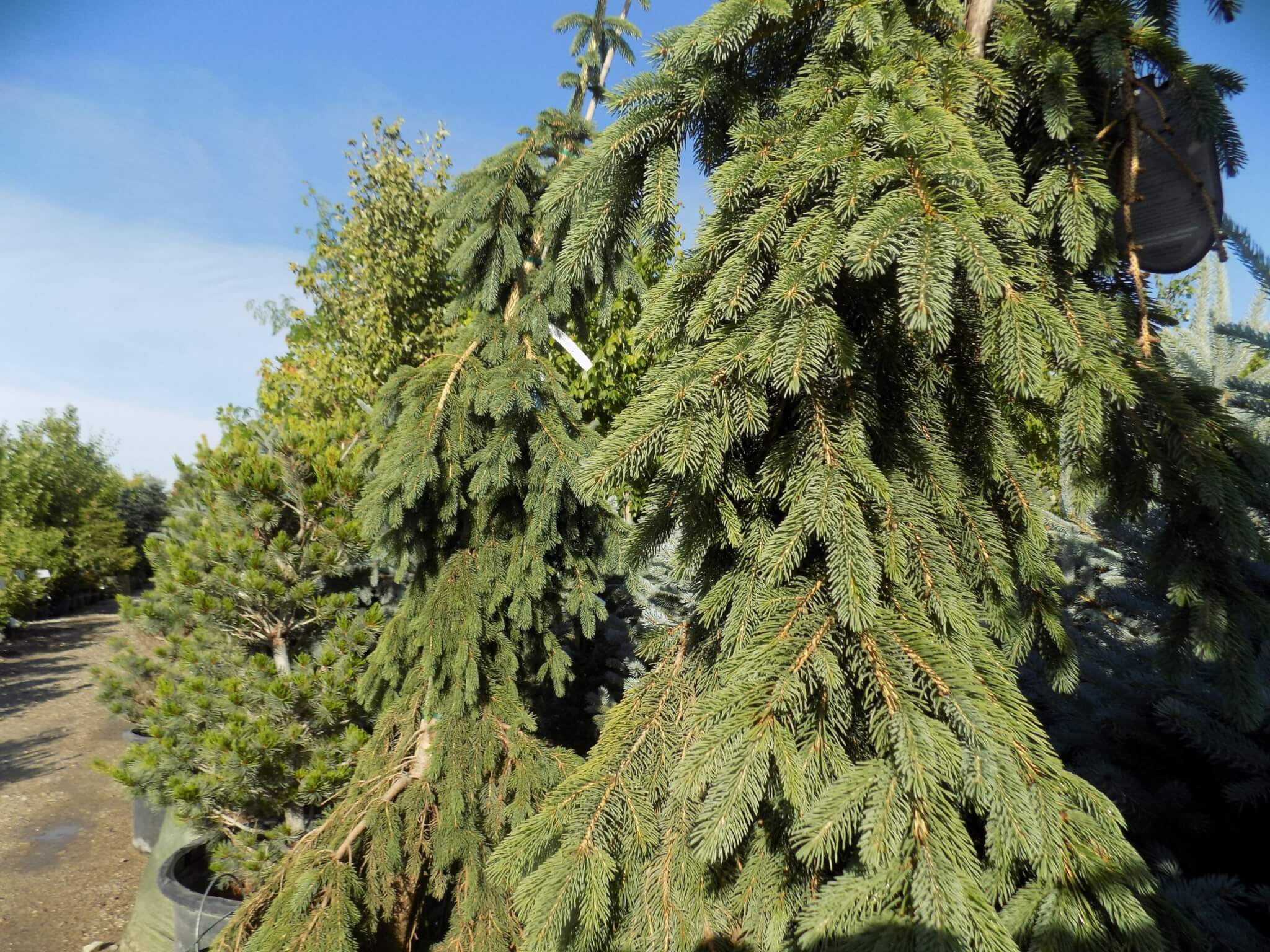Spruce, White Weeping