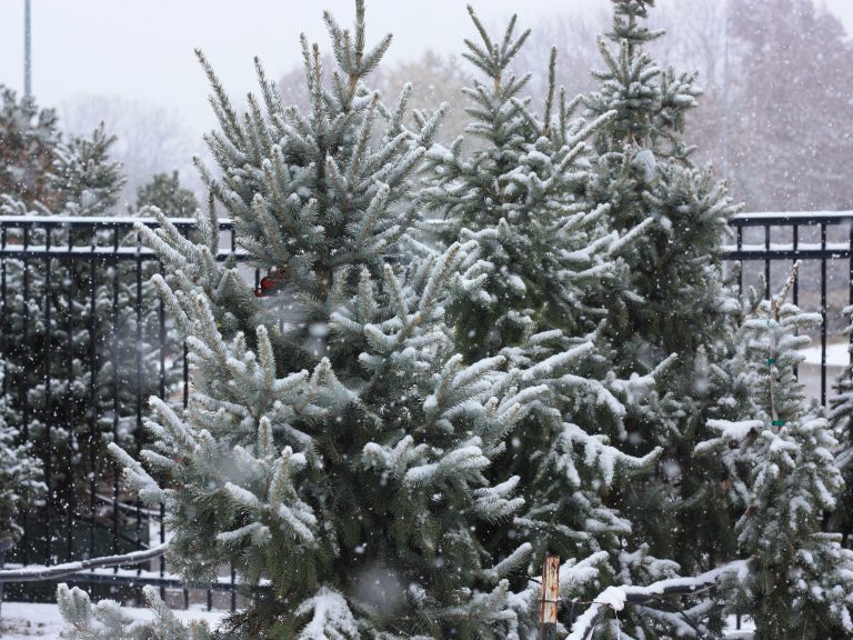 Spruce, White Yukon Blue - Campbells Nursery