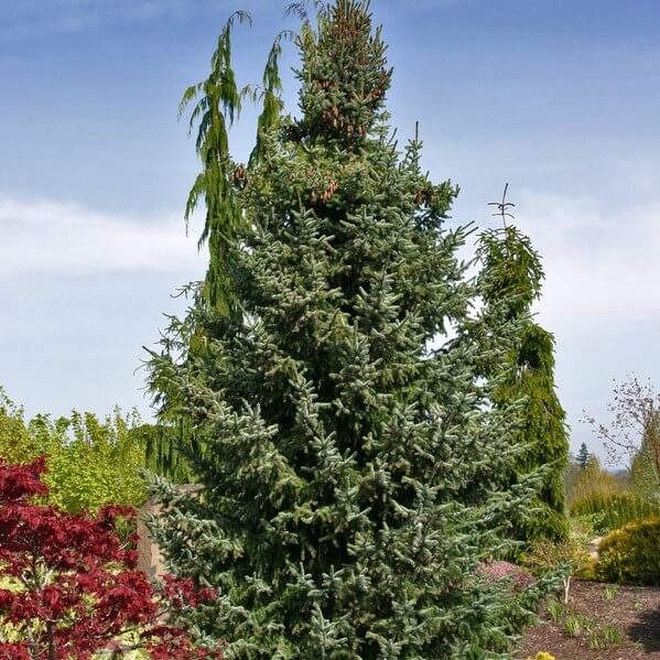 Spruce, Serbian Bruns