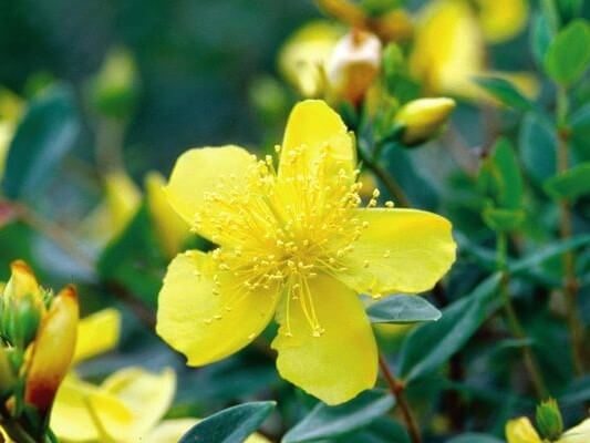 St Johnswort, Sunburst