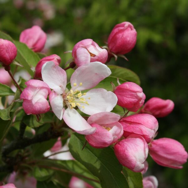 Crabapple, Sugartyme