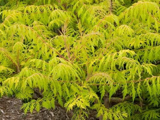 Sumac, Tiger Eyes