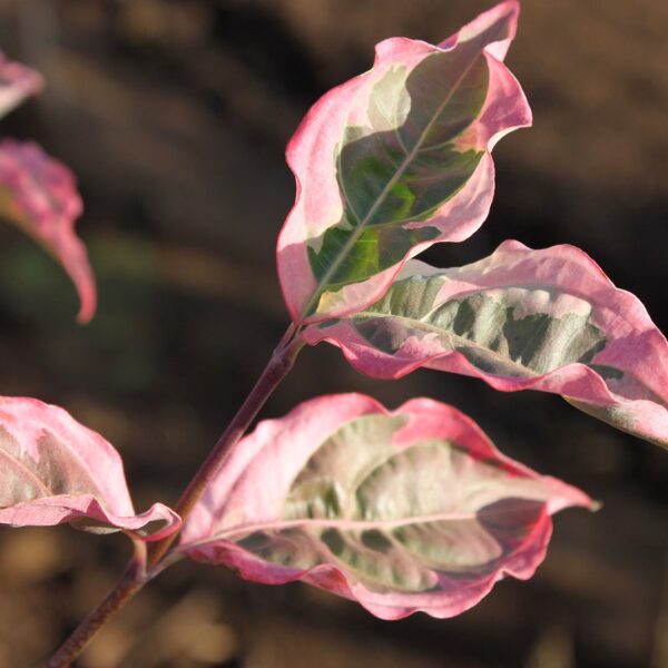 Dogwood, Kousa Summer Fun