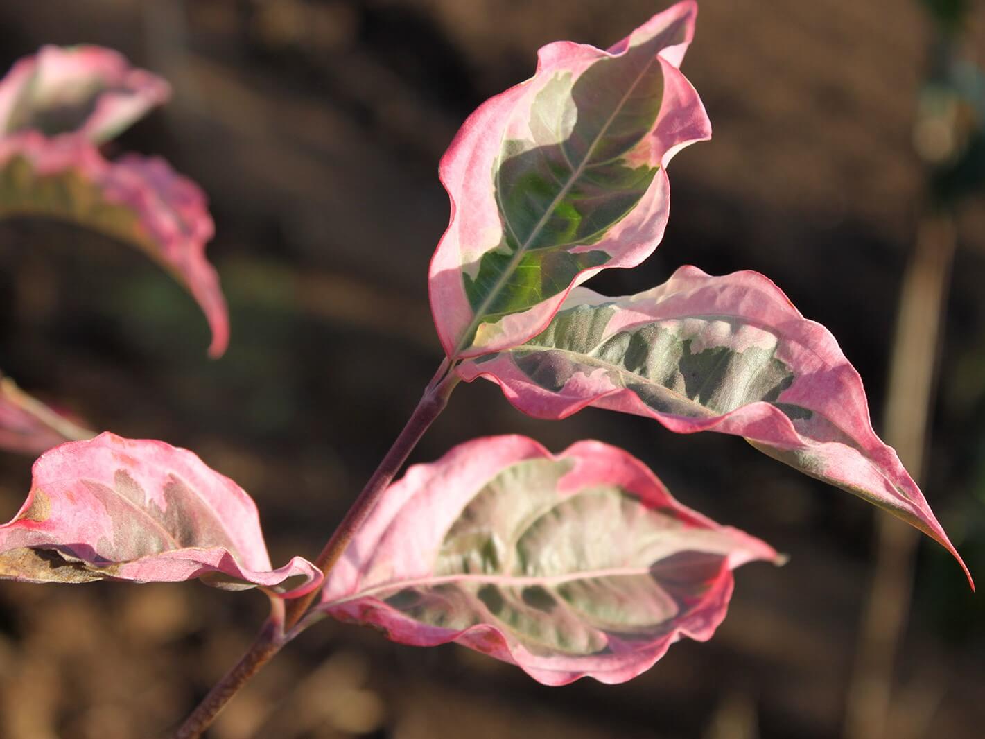 Dogwood, Kousa Summer Fun