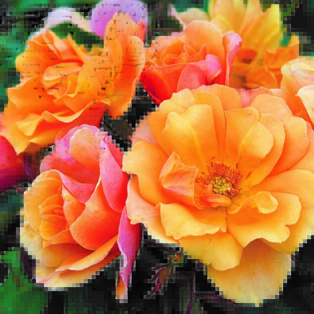 Shrub Rose, Tequila - Image 2